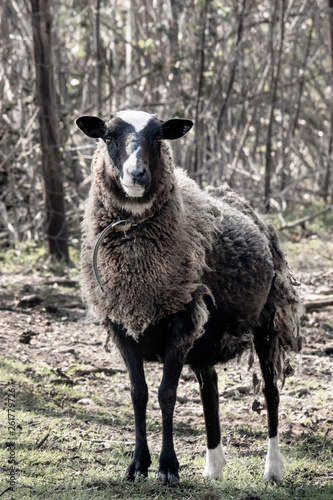 sheep in field
