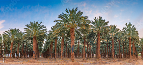 Panorama with plantation of date palms. Image depicts an advanced desert agri...