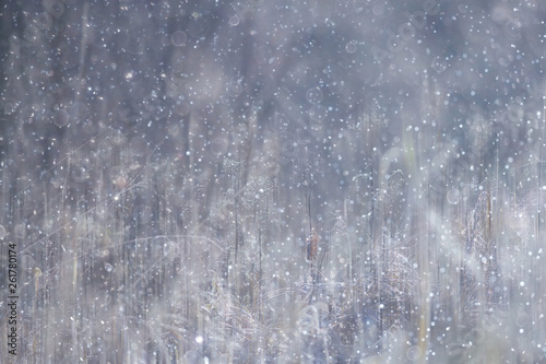 forest snow blurred background / winter landscape snow-covered forest, trees and branches in winter weather