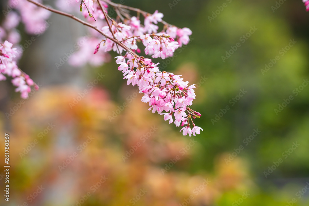 Cherry blossom in spring for background or copy space for text Cherry blossom in spring for background or copy space for text