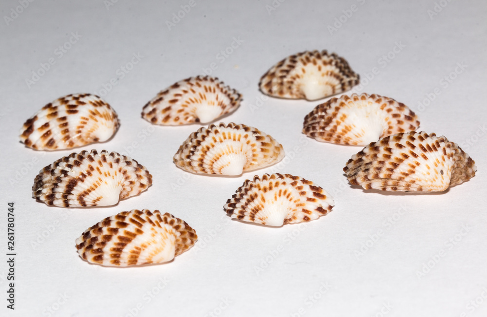 Beautiful Sea shells