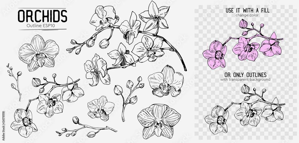 Orchids sketch. Hand drawn outline converted to vector. Isolated