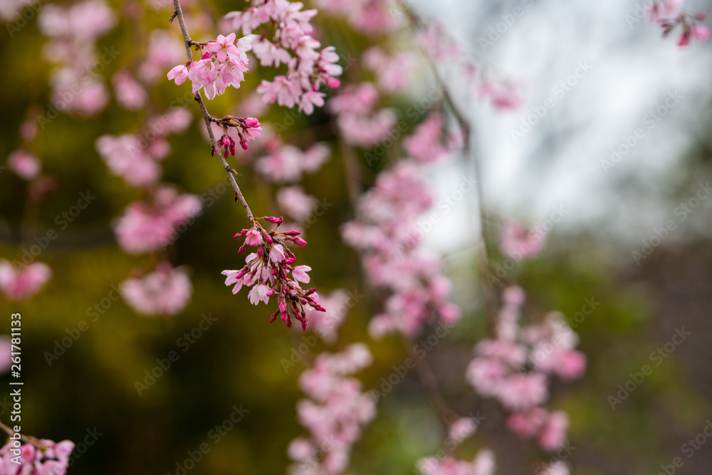 Cherry blossom in spring for background or copy space for text Cherry blossom in spring for background or copy space for text