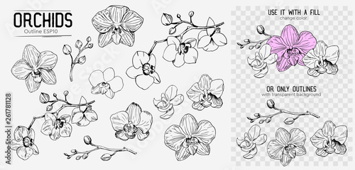 Fotografia Orchids sketch. Hand drawn outline converted to vector. Isolated
