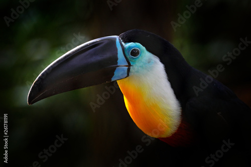 Channel-billed toucan, Ramphastos vitellinus, sitting on the branch in tropical green jungle, Brazil. Detail portrait of toucan. Tropic bird hidden in the forest habitat. Big toucan beak in nature. photo