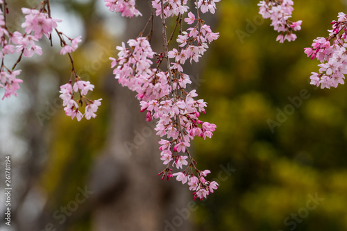 Cherry blossom in spring for background or copy space for text