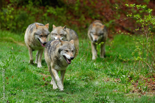 Wolf packs in forest. Gray wolf, Canis lupus, in the spring light, in the forest with green leaves. Wolf in the nature habitat. Wild animal in the orange leaves on the ground, Germany.