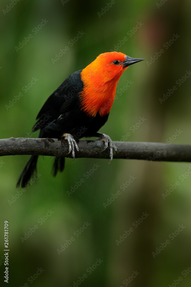 Scarlet-headed Blackbird, Amblyramphus holosericeus, black bird with orange red head in the tropic jungle forest. Blackbird sitting on the tree with green forest background, Argentina, South America. Scarlet-headed Blackbird, Amblyramphus holosericeus, black bird with orange red head in the tropic jungle forest. Blackbird sitting on the tree with green forest background, Argentina, South America.