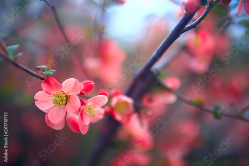 tender spring flowers background / beautiful picture of flowering branches