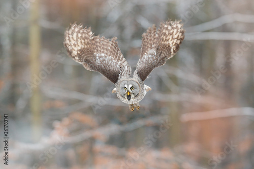 Bird in flight. Great Grey Owl, Strix nebulos photo