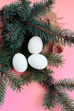 Easter eggs on a pink background with a sprig of spruce