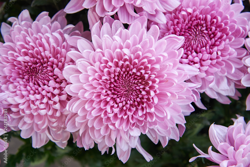 Top view of a bouquet of china rose chrysanthemums