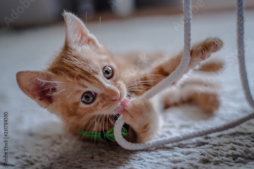 An orange young playful indoor cat that likes to sleep.