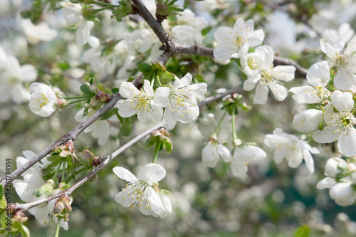 white spring blossoming cherry flowers close up