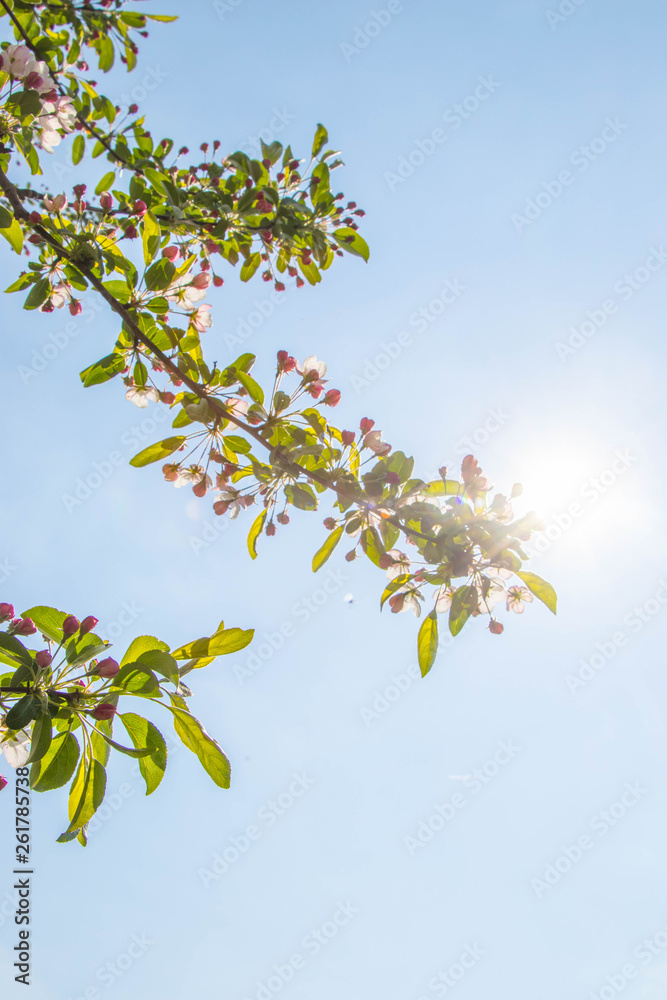 Flowers - blue sky and sunny day Flowers - blue sky and sunny day