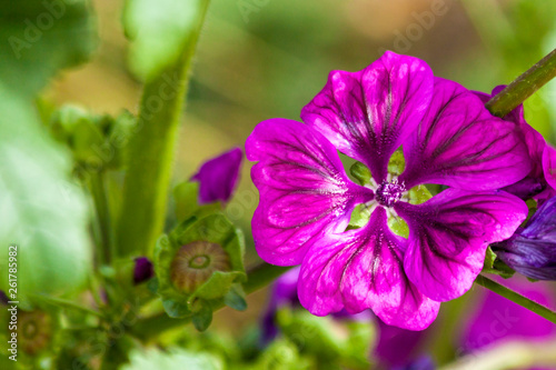 Malvaceae, or the mallows, is a family of flowering plants estimated to contain 244 genera with 4225 known species. Well-known members of economic importance include okra, cotton, cacao and durian.