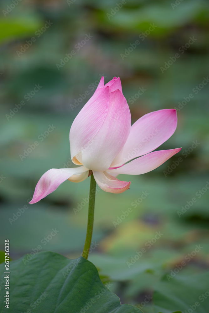 A pink lotus flower. Soft focus. Blurred background A pink lotus flower. Soft focus. Blurred background