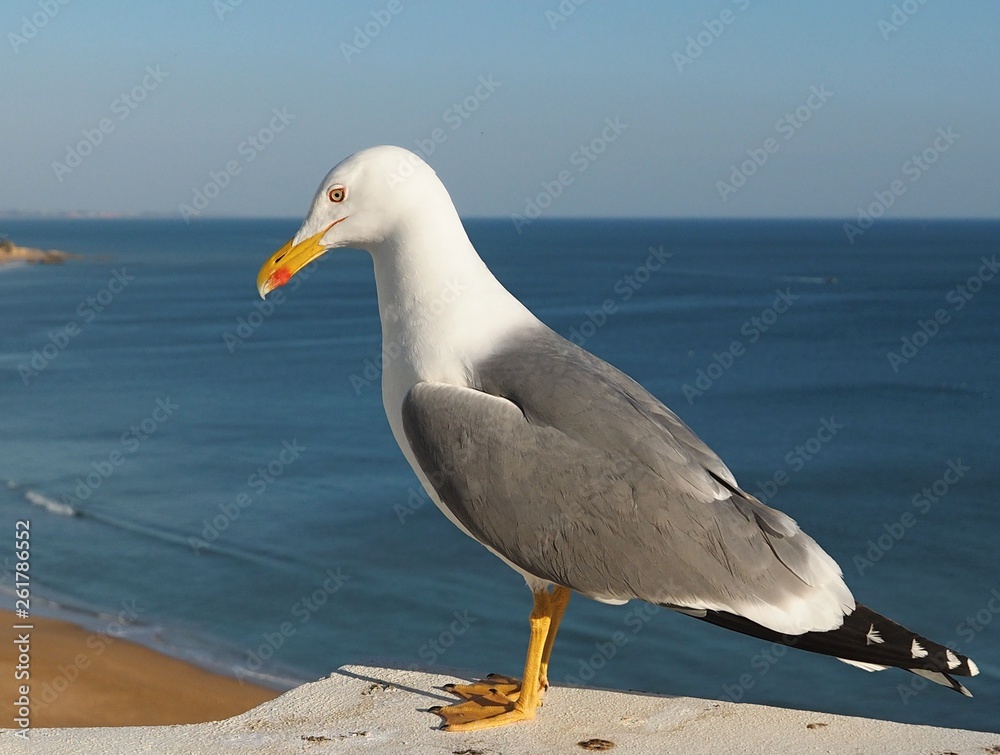 A seagull stands in front of blue background A seagull stands in front of blue background