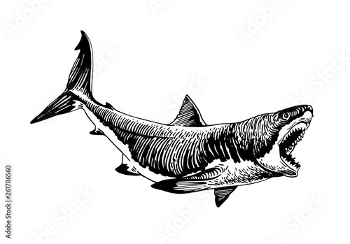 Graphical white shark isolated on white background,vector ink pen illustration,tattoo photo