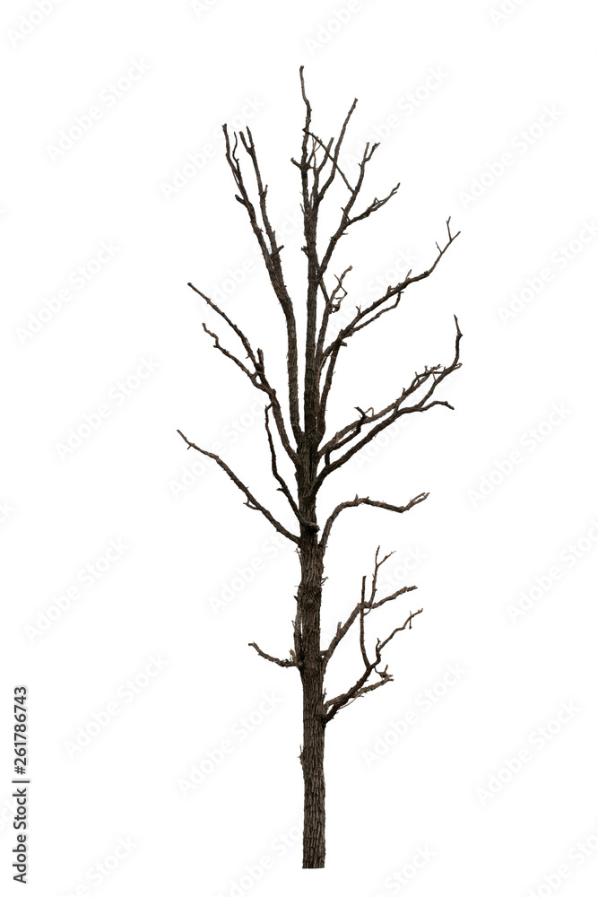 Dry tree dead on a white background Dry tree dead on a white background