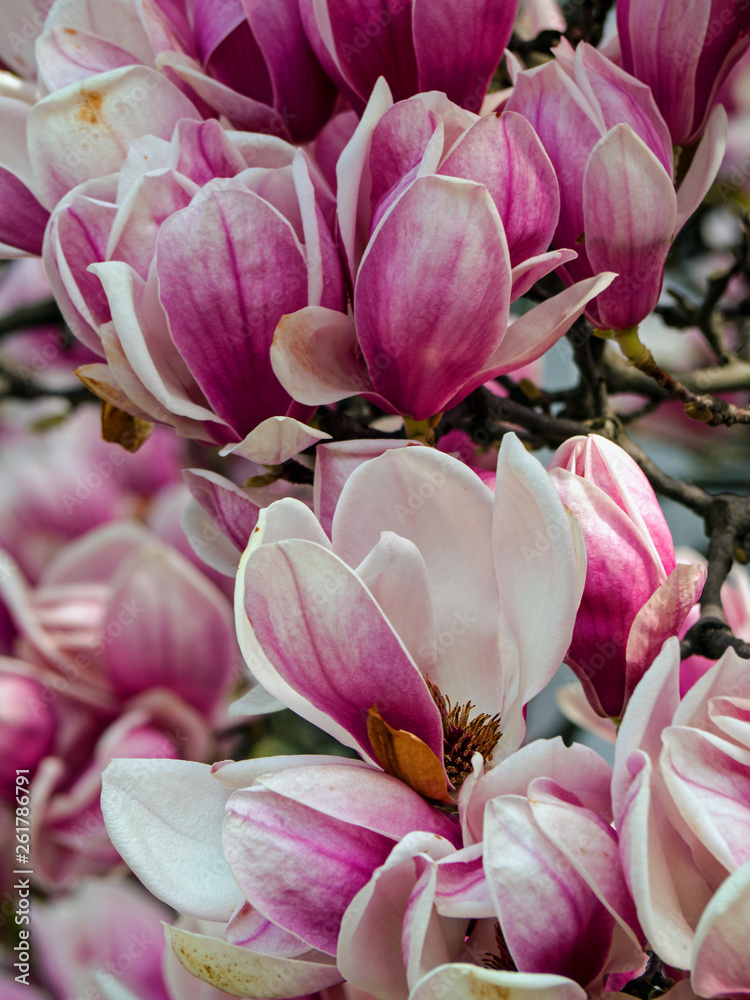 Obraz premium magnolia, type species magnolia virginiana