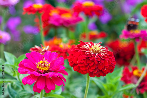 Fotografi Zinnia elegans, known as youth-and-age, common zinnia or elegant zinnia, an annu
