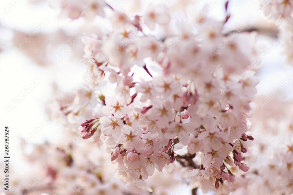 Weeping cherry in blossom Weeping cherry in blossom