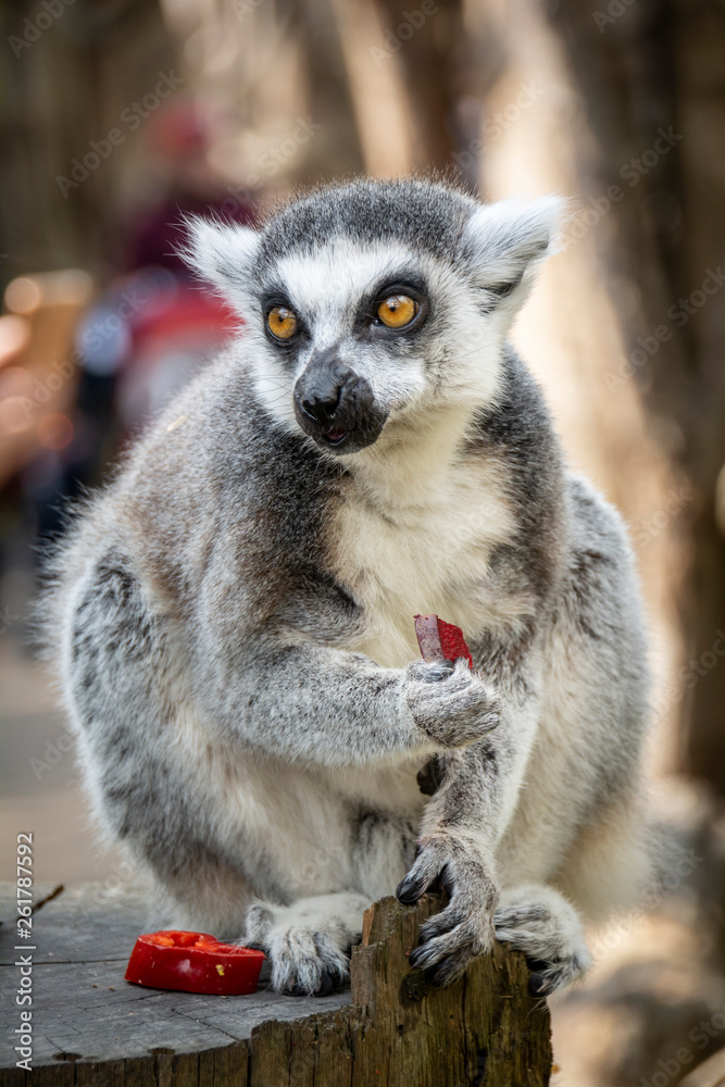 Obraz premium Lemur eating
