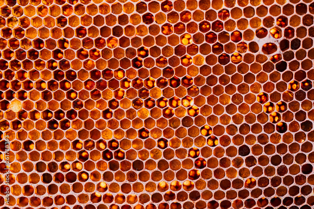 Honeycomb with honey and pollen. Close-up shooting Honeycomb with honey and pollen. Close-up shooting