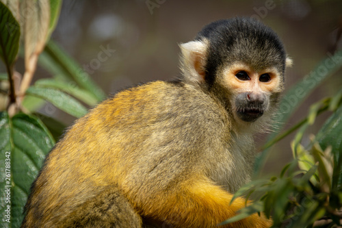 Baby Spider Monkey in a tree