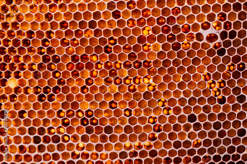 Honeycomb with honey and pollen. Close-up shooting