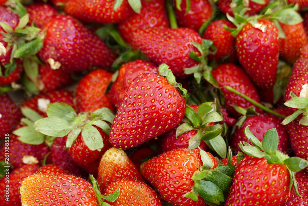 close up of fresh natural strawberry fruit, fresh strawberries in spring, lots of strawberries, close up of fresh natural strawberry fruit, fresh strawberries in spring, lots of strawberries,
