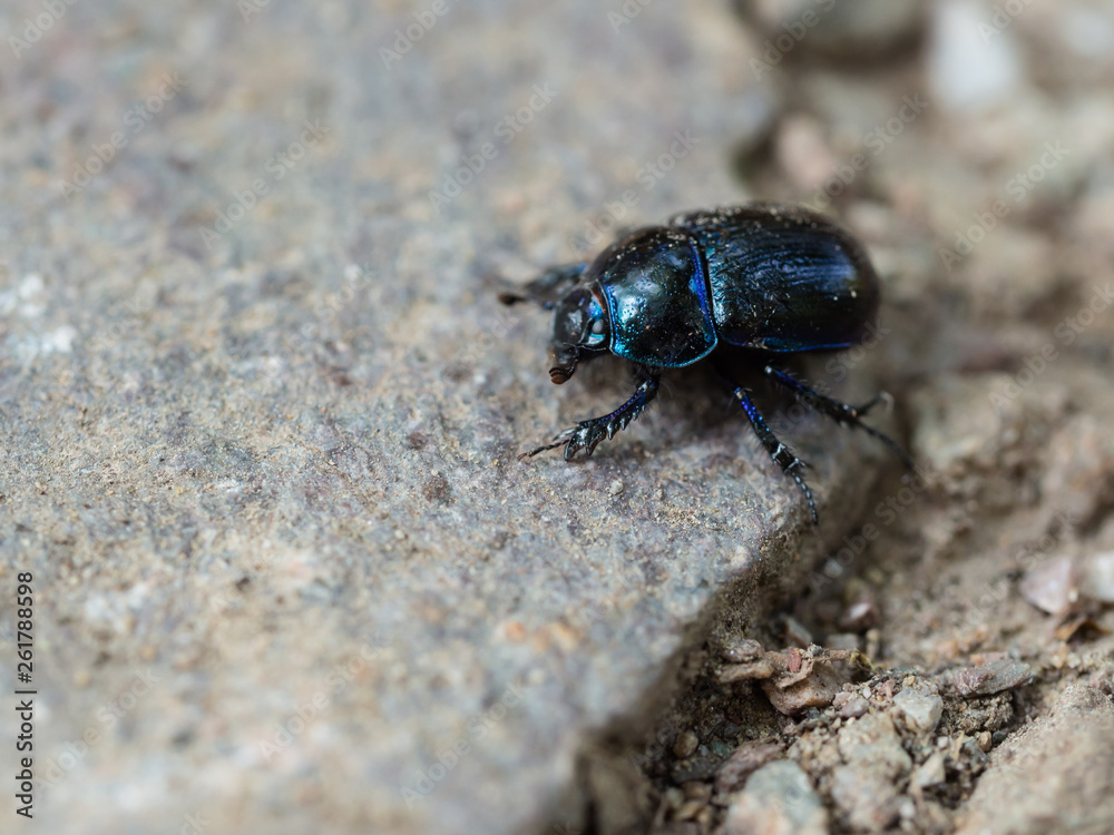 Dor beetle(Anoplotrupes stercorosus) walking on a stone in the woodland Dor beetle(Anoplotrupes stercorosus) walking on a stone in the woodland