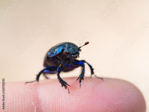 Dor beetle(Anoplotrupes stercorosus)sitting on a human finger