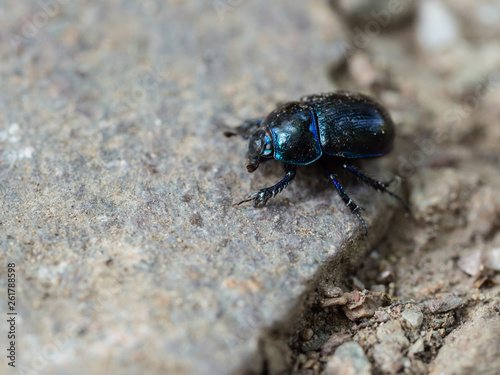 Dor beetle(Anoplotrupes stercorosus) walking on a stone in the woodland