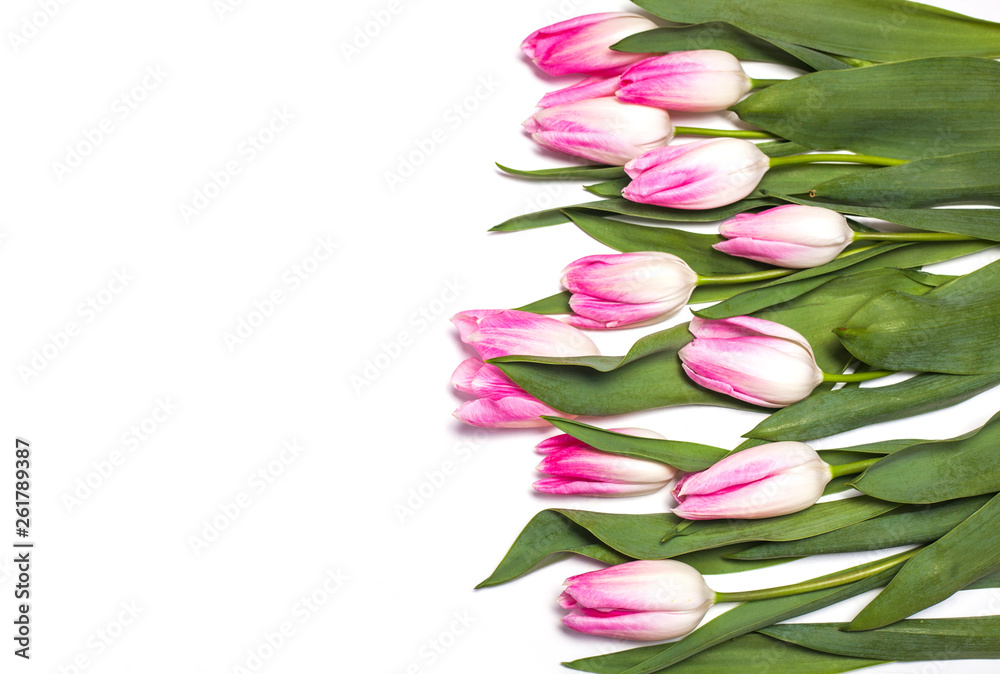 White background with pink tulips White background with pink tulips