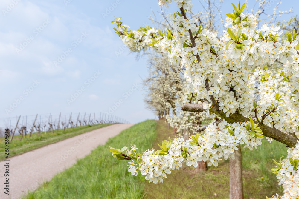 Obstblüte im Frühling Obstblüte im Frühling