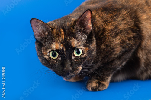 Black and red tortoiseshell cat on a blue background photo