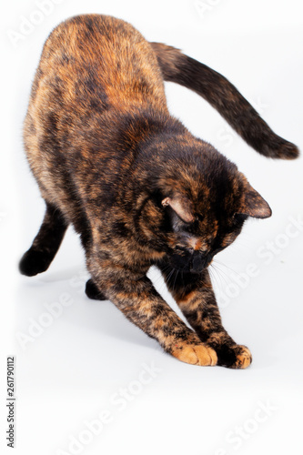 Black-and-red tortoiseshell cat on a white background plays and catches something with its paws photo