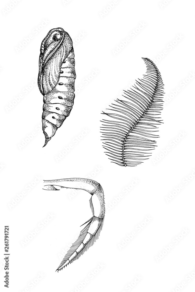 insecte insecte
