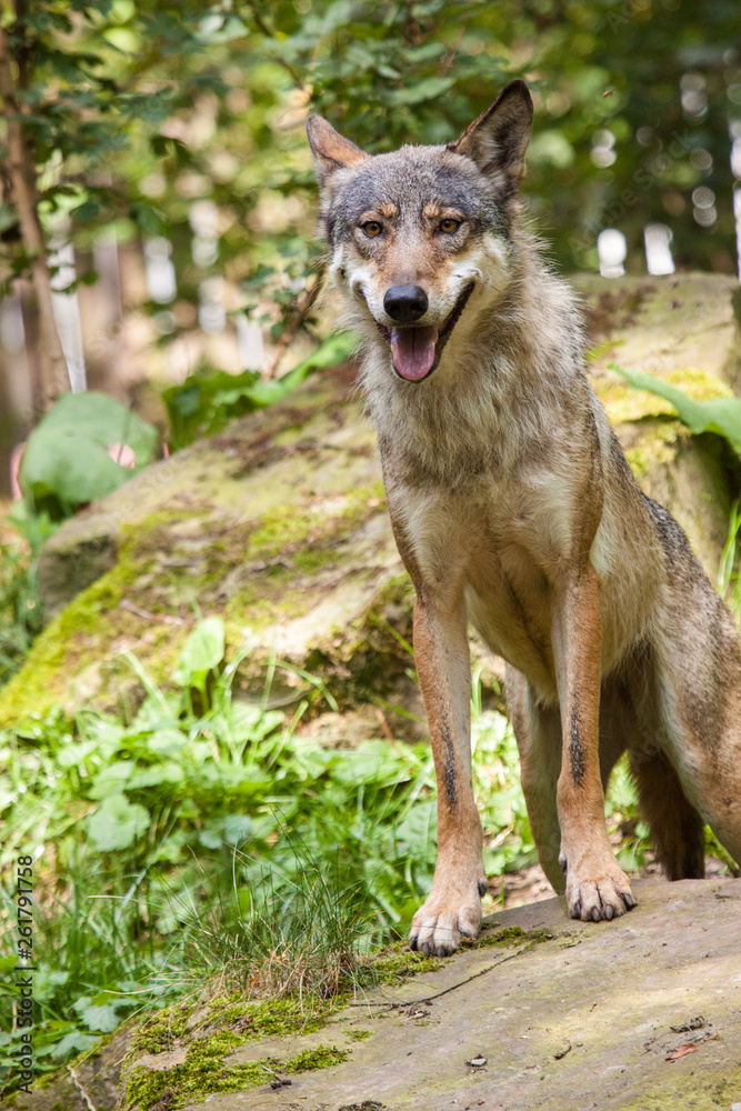 Fototapeta premium Wolf oder Grauwolf (Canis lupus)