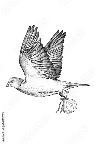 pigeon voyageur