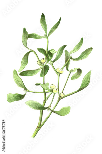 Forêt