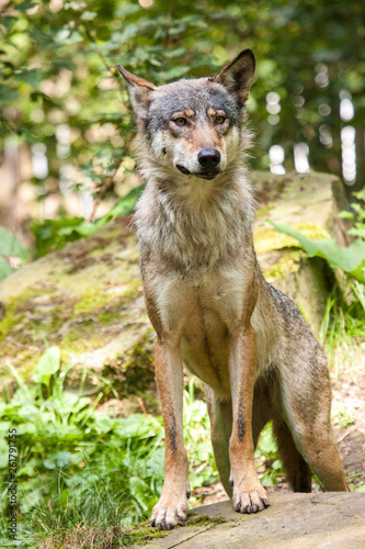Wolf oder Grauwolf  Canis lupus 