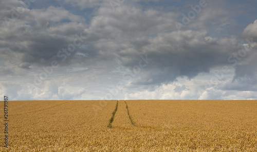 Summer storm clouds over a corn field in Hertfordshire, England