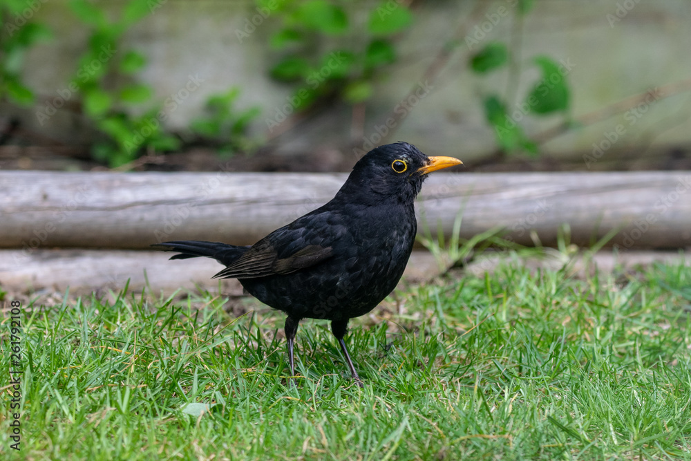 Obraz premium Male blackbird (turdus merula)
