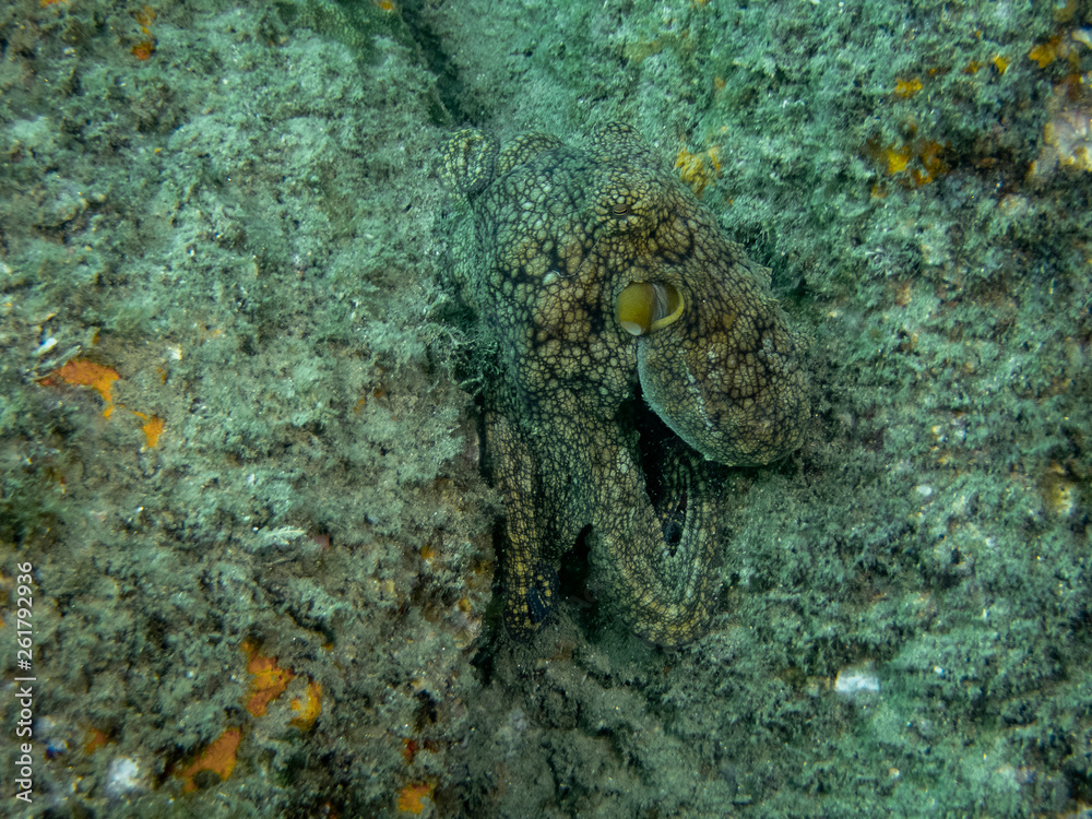 Common Octopus (Octopus vulgaris) Common Octopus (Octopus vulgaris)