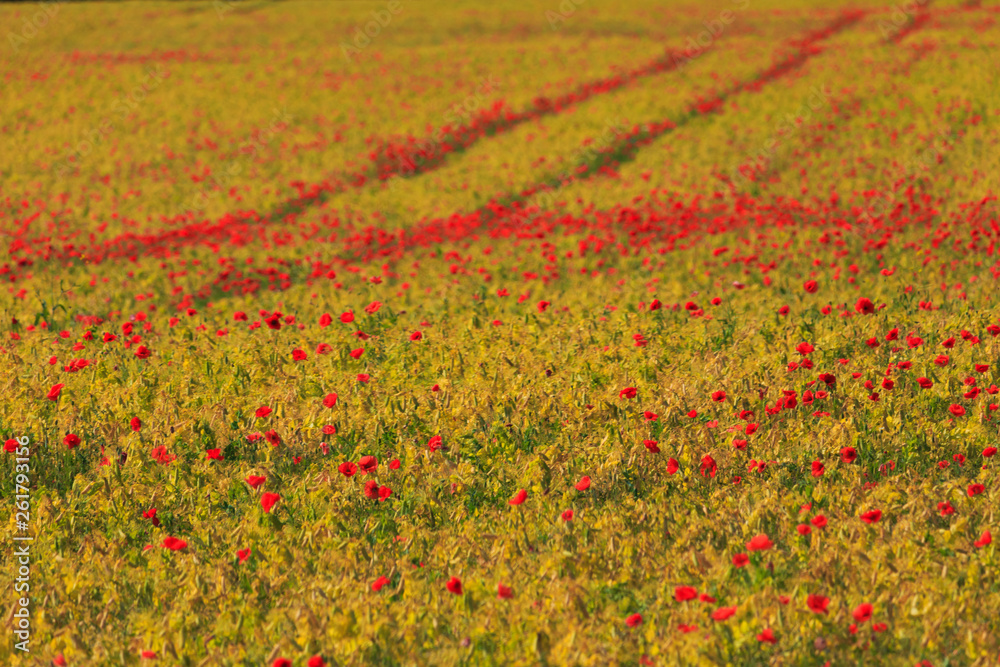 Field with blooming red poppies.
