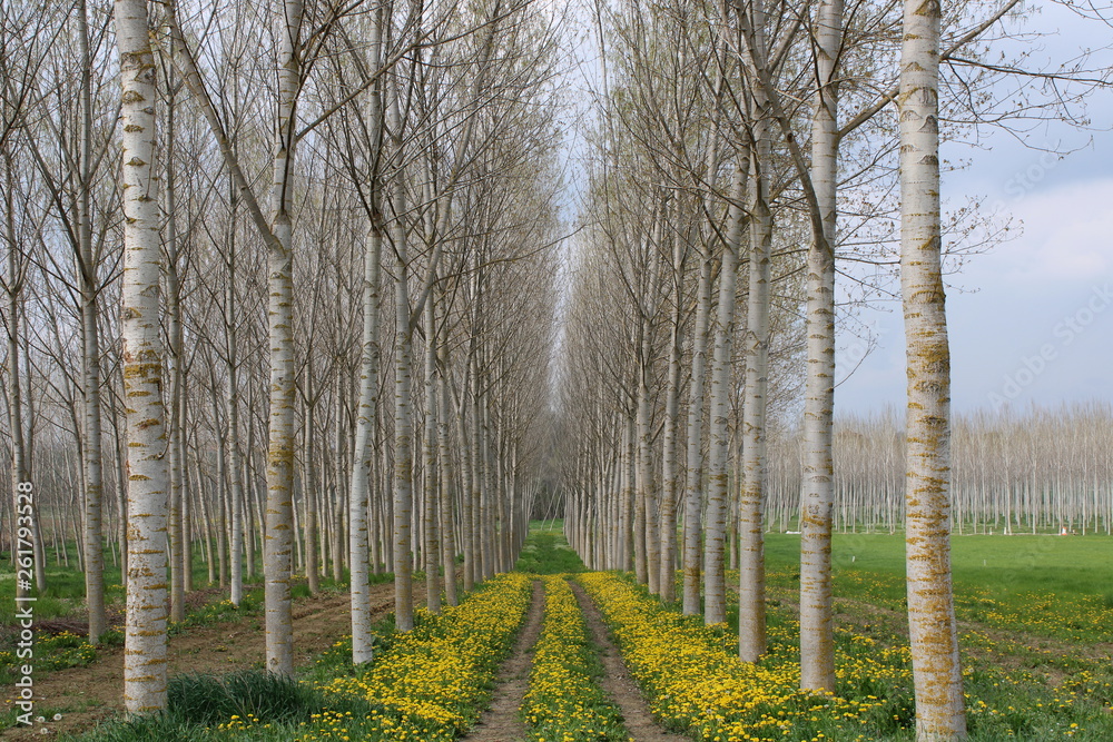Fototapeta premium Sentiero fiorito