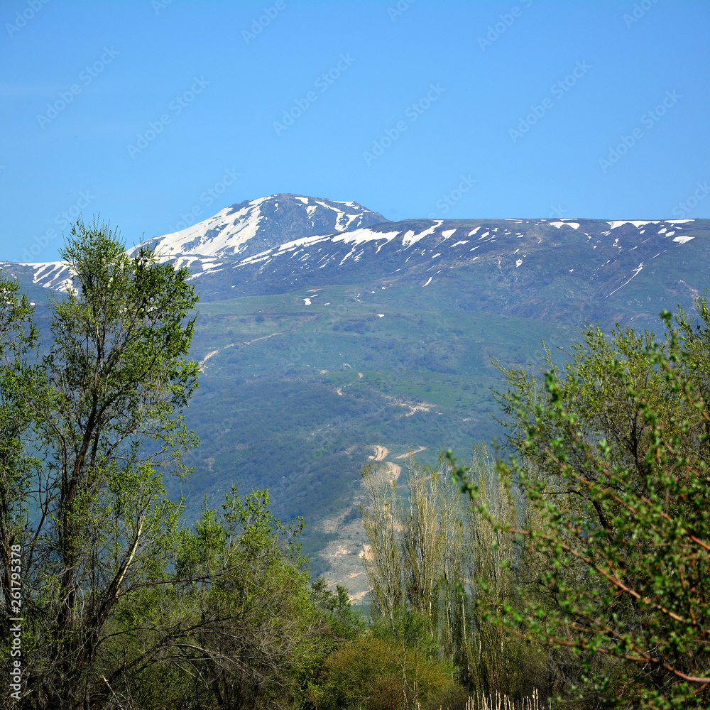Fototapeta premium Natura